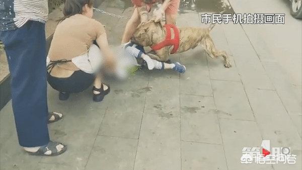 比特犬买卖区，重庆4岁男童被比特犬咬住腿，遇到恶犬时该如何处理