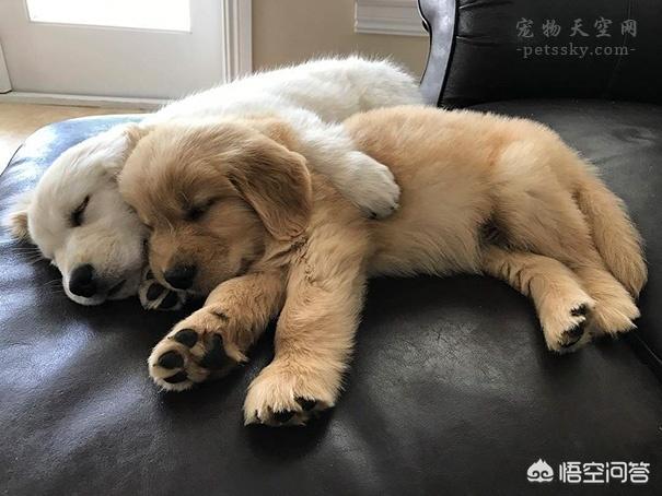 美系金毛犬图片素材大全:养了金毛之后生活会有哪些变化？