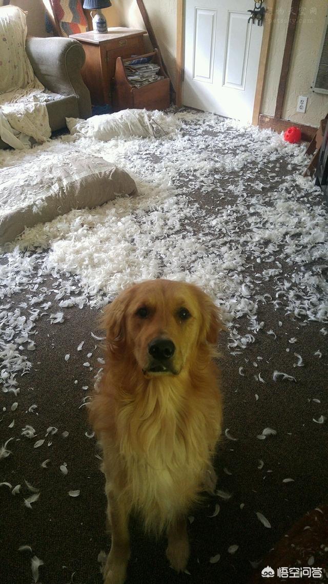 美系金毛犬图片素材大全:养了金毛之后生活会有哪些变化？