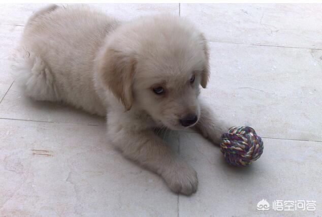 纯种金毛:怎么挑选一只优秀健康的金毛幼犬？