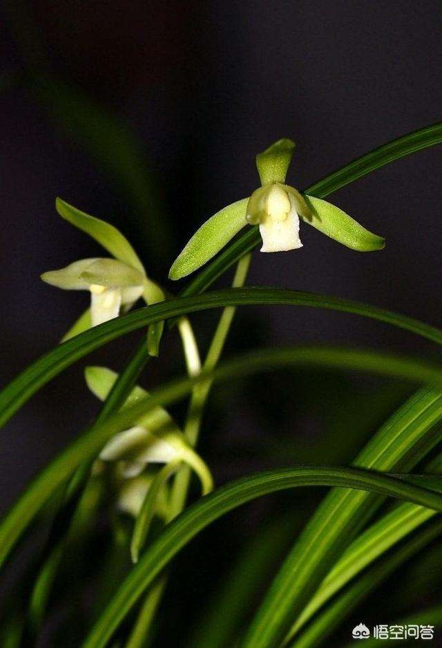 头条问答 - 金丝马尾兰只发芽不开花,怎么办?(4个回答)