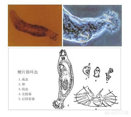 车轮虫治疗:鱼塘里鱼患有指环虫病怎么办？怎么预防指环虫病？