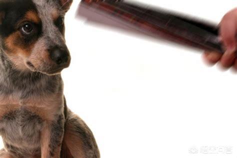 忠心大黄狗护主八年:为什么狗狗面对来自主人的伤害不是反抗，而是选择逃跑和依顺？