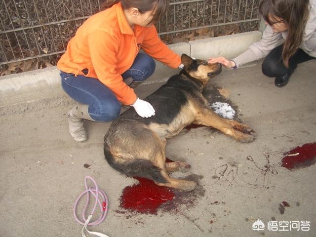 忠心大黄狗护主八年:为什么狗狗面对来自主人的伤害不是反抗，而是选择逃跑和依顺？