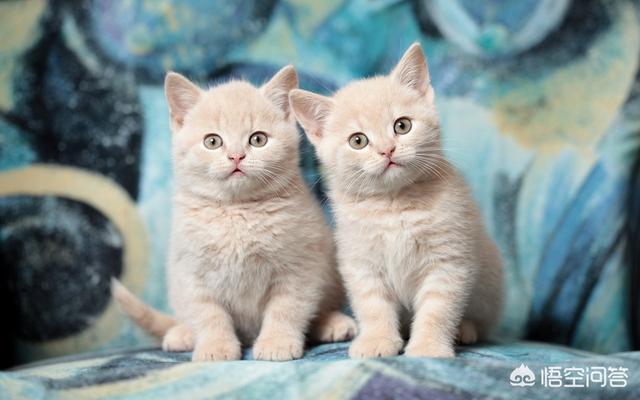 真正的虐猫群2018:家里养了好多猫是一种怎样的体验？