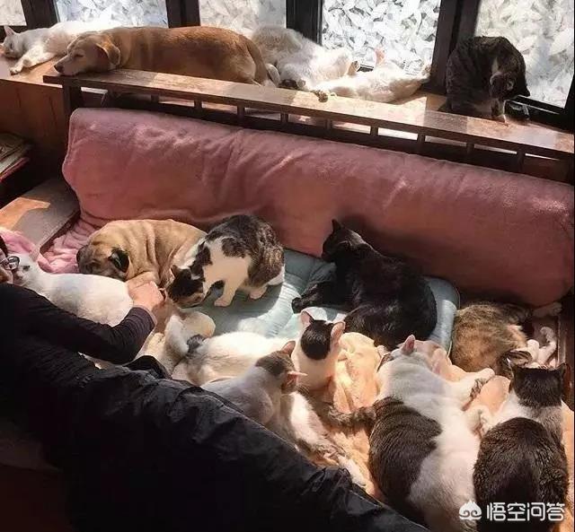 有很多猫咪的家;有很多猫咪的店叫什么