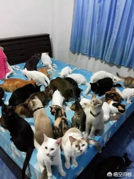 真正的虐猫群2018:家里养了好多猫是一种怎样的体验？