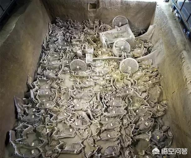 挖到金钱活门蛛怎么办:当得知父母上当受骗时，你会选择责备还是安慰？