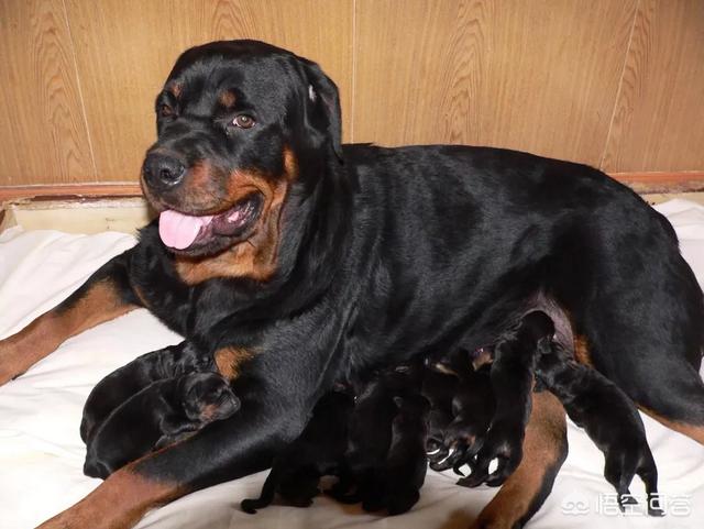 小型罗威纳犬图片:罗威纳和德牧哪种更适合作家庭宠物犬？ 小型罗威纳犬图片价格