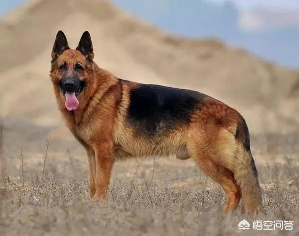 白色瑞士牧羊犬会攻击人吗:德牧为什么越来越少人养？