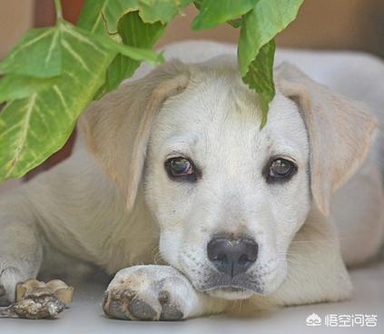 拉布拉多幼犬怎么养:怎样饲养拉布拉多犬，它会更健康呢？