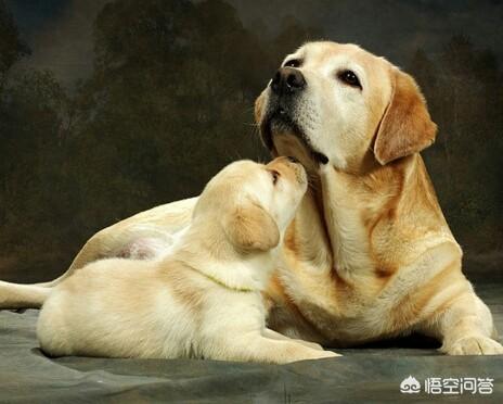 拉布拉多幼犬怎么养:怎样饲养拉布拉多犬，它会更健康呢？