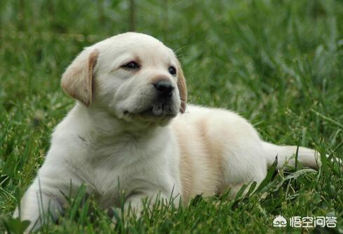 拉布拉多幼犬怎么养:怎样饲养拉布拉多犬，它会更健康呢？