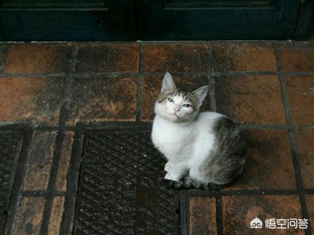 流浪猫和家猫的寿命差:为什么宠物猫可以活十多年，而很多流浪猫活三四年就死了？ 白色猫咪寿命会比一般的短吗