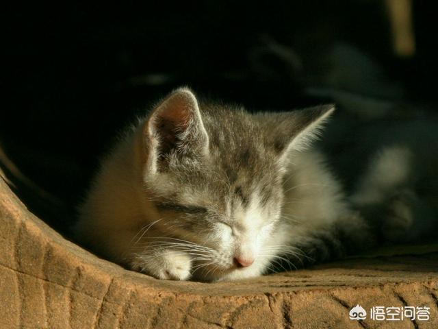 流浪猫和家猫的寿命差:为什么宠物猫可以活十多年，而很多流浪猫活三四年就死了？ 白色猫咪寿命会比一般的短吗