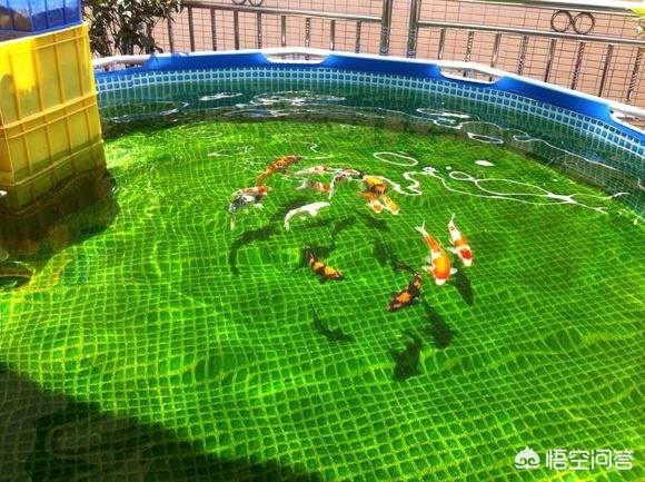德系锦鲤鱼图片:德国锦鲤的特点是什么呢，与日本锦鲤有啥不同？