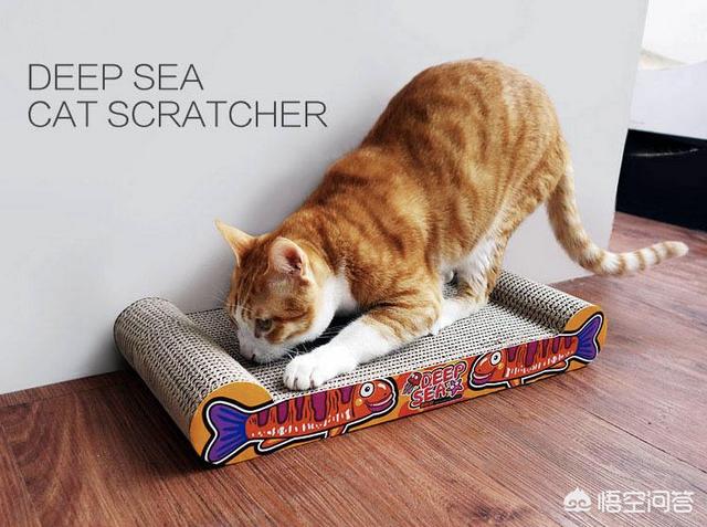 养猫的人如何避免猫抓坏皮沙发或者其他东西？-头条问答