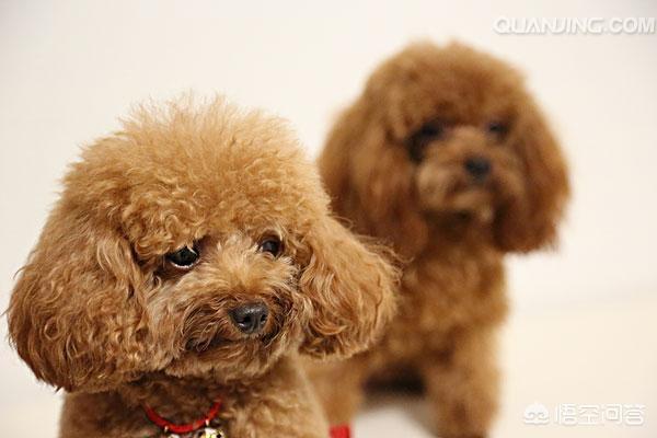 贵宾犬的造型:贵宾跟泰迪的区别是什么？
