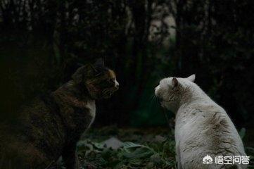 日本猫岛的猫可以抱走吗:猫丢了，有办法找回来吗？