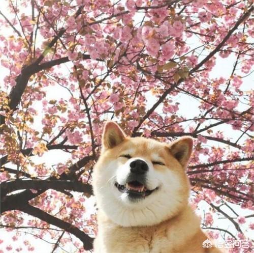 如何训练小柴犬不咬人:准备养柴犬，有什么注意点？ 小柴犬如何训练不咬人