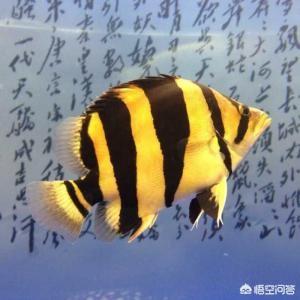 虎鱼蒙眼怎么治:泰国虎鱼吃什么？有哪位晓得？