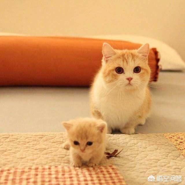 日本猫岛的猫可以抱走吗:猫如何看待主人送走她的孩子？
