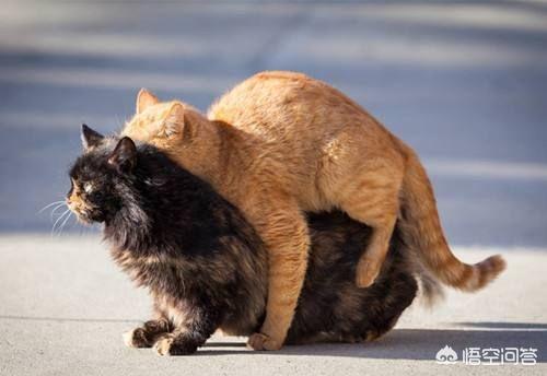 日本猫岛的猫可以抱走吗:猫如何看待主人送走她的孩子？