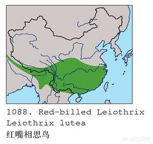 红嘴相思鸟什么意思:红嘴相思鸟栖息在我国哪些地方？