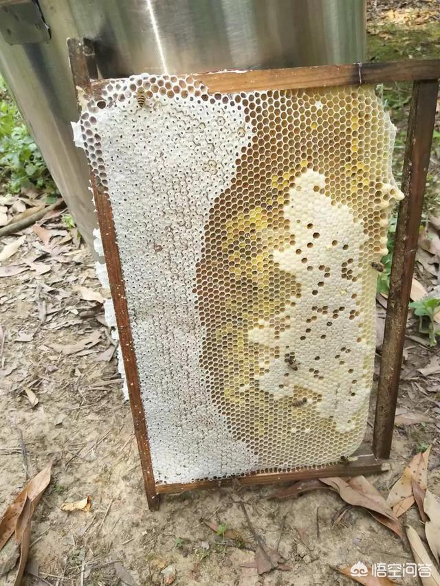 蜂蜜中的成分都是什么，蜂蜜产生气泡的原因是什么