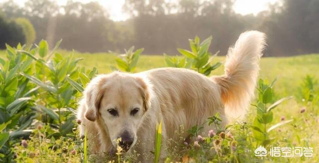 金毛犬有什么缺点？插图54