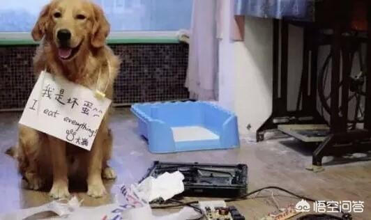 金毛犬有什么缺点？插图56