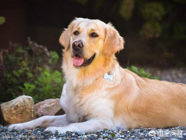 金毛犬有什么缺点？插图17