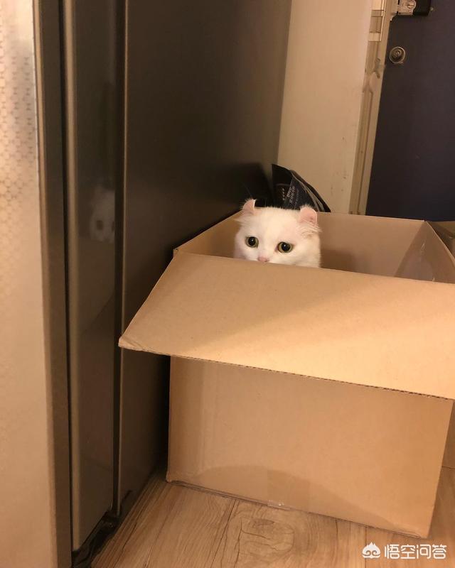 卡尔特猫图片:卡尔特猫价格 人晚上睡觉后，猫都在做什么？