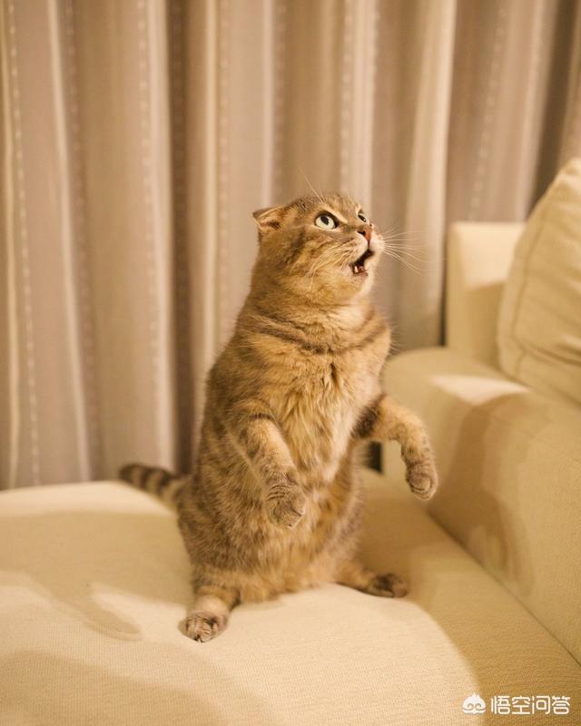 卡尔特猫图片:卡尔特猫价格 人晚上睡觉后，猫都在做什么？