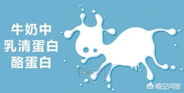 牛奶的优质蛋白有多高，补充蛋白质喝牛奶好还是喝豆浆好