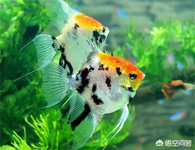 珍宝斑马鱼在哪里掉:为什么刚开始养鱼的人都说鱼难养？