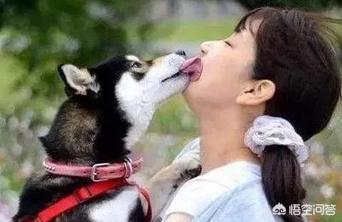 狗狗爱:宠物狗喜欢周游四海还是喜欢安定的居家生活？