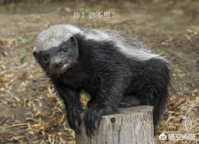 藏獒打架真实视频:三只大藏獒能打得过一只成年高加索犬吗？有何依据？