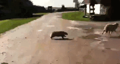 蜜罐和比特犬打架视频:如果蜜獾可以长到藏獒那么大，可以打得过比特犬吗？为什么？