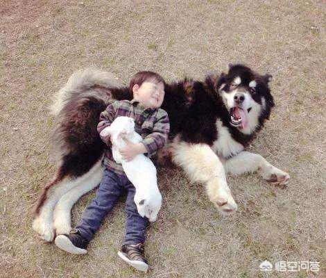 1岁阿拉斯加雪橇犬性格:一岁的阿拉斯加到新家需要注意什么？