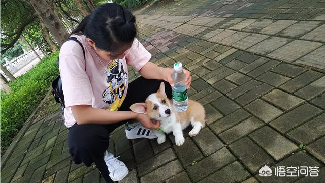 柯基狗的视频:养一只柯基需要什么条件，日常开销要多少？