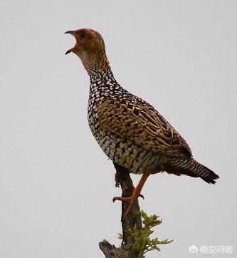 鷓鴣是什麼品種的鳥