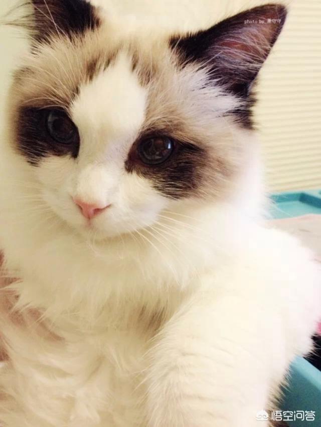 布偶猫为什么很贵？