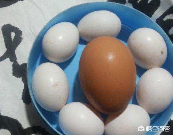 小孩吃鹌鹑蛋会早熟吗，六个月小宝宝添加辅食，可以吃鹌鹑蛋吗为什么