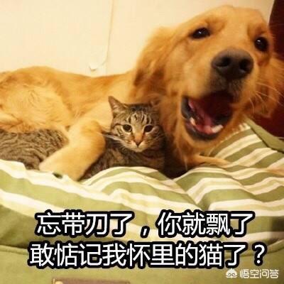 微信可爱狗狗头像:为什么现在的情侣喜欢用猫狗当情侣头像？(为什么情侣喜欢用情侣头像)