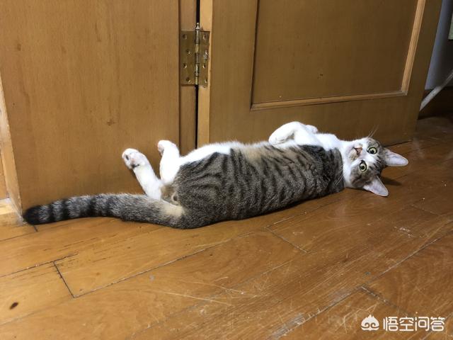 笼养猫的好处:用笼子养猫会影响它的性格吗？