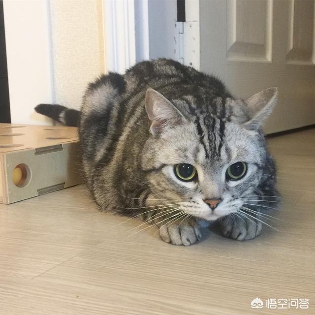 搓手猫现在怎么了:猫咪为什么喜欢揣着小手？