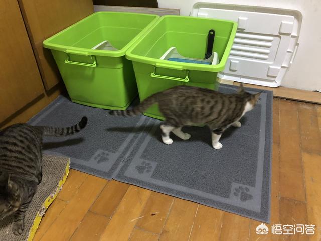 母猫绝育后大小便去猫砂盆吗:母猫做完绝育手术总是待在猫砂盆 猫咪会用猫砂为什么还随地大小便？