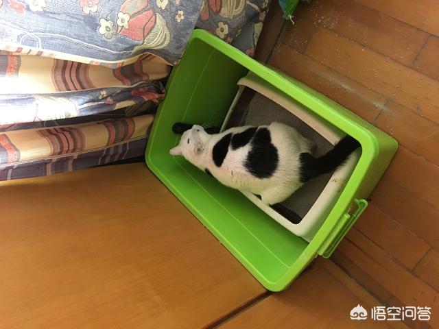母猫绝育后大小便去猫砂盆吗:母猫做完绝育手术总是待在猫砂盆 猫咪会用猫砂为什么还随地大小便？