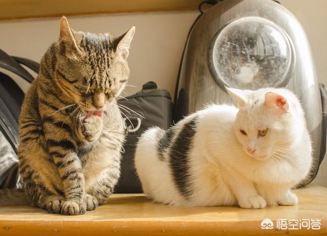 母猫绝育后大小便去猫砂盆吗:母猫做完绝育手术总是待在猫砂盆 猫咪会用猫砂为什么还随地大小便？